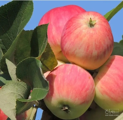 فروش سیب گلاب