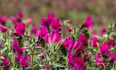 فروش گل گاو زبان - گاوزبان (گیاه‌ دارویی)