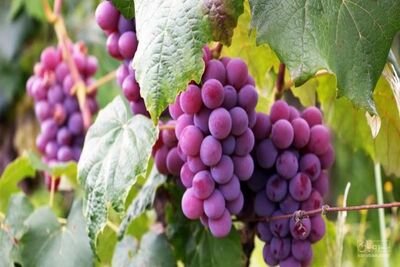 فروش انگوریاقوتی