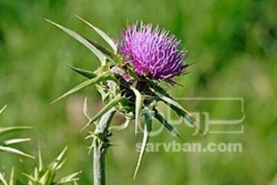 فروش خار مریم (گیاه‌ دارویی)