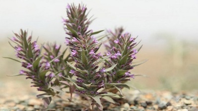 فروش کاکوتی (گیاه‌ دارویی)