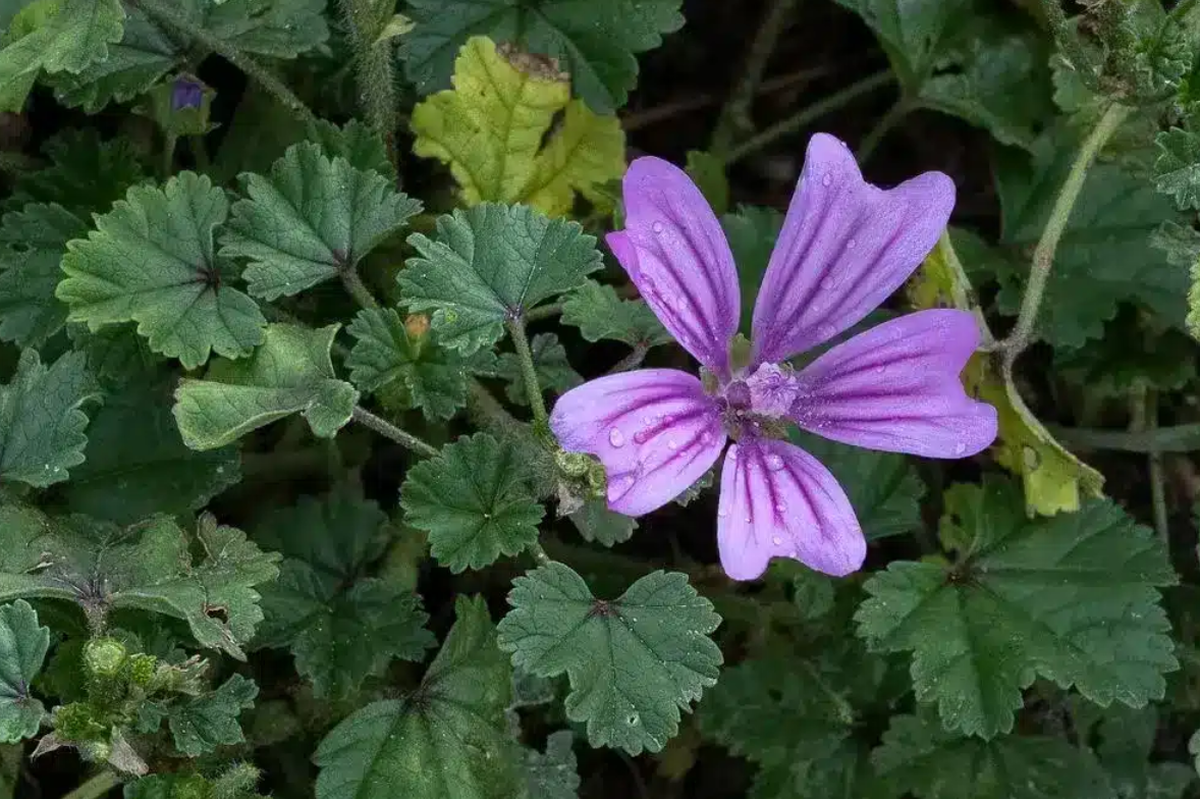 فروش پنیرک (گیاه‌ دارویی)