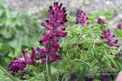 فروش شاه تره - شاتره (گیاه‌ دارویی)