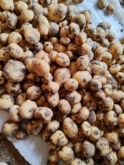 فروش سیب زمینی