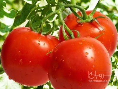 خارج فصل گوجه فرنگی