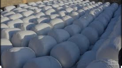 فروش ذرت علوفه ای