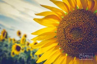 فروش آفتابگردان