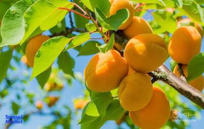 فروش زردآلو