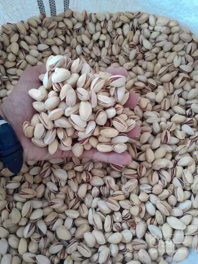 فروش پسته احمد اقایی