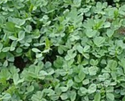 خارج از فصل یونجه