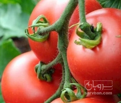 فروش گوجه فرنگی