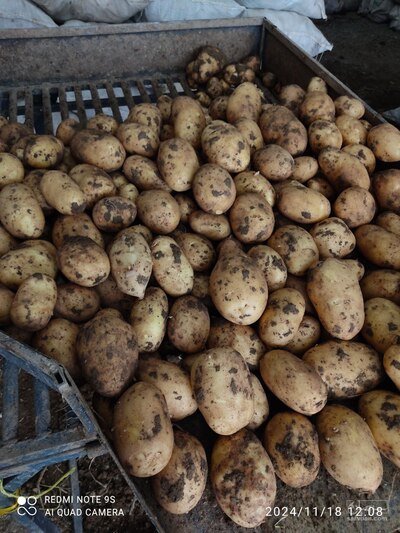 فروش سیب زمینی