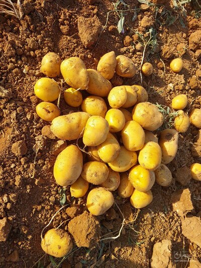 فروش سیب زمینی