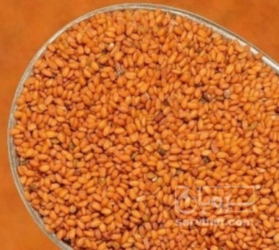 فروش خاکشیر (گیاه‌ دارویی)