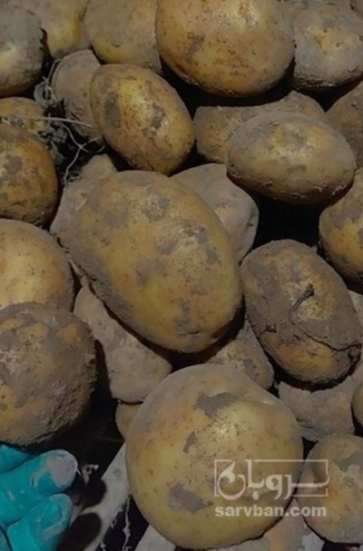 فروش سیب زمینی سانتا خوراکی