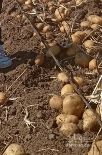 فروش سیب زمینی سانتا بذری