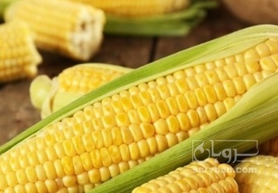 فروش ذرت مکزیکی