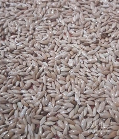 فروش کتان (گیاه الیافی)