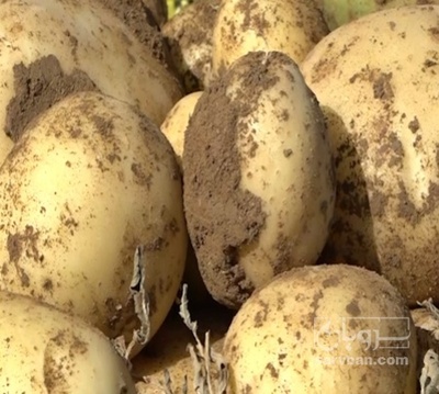 فروش سیب زمینی اگریا