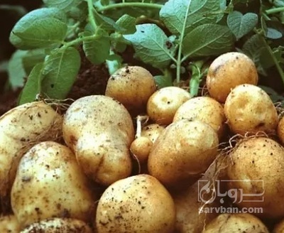 فروش سیب زمینی جلی