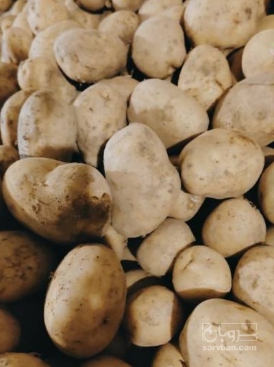 فروش سیب زمینی بذری سانتا