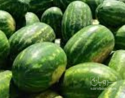 فروش هندوانه بیضی