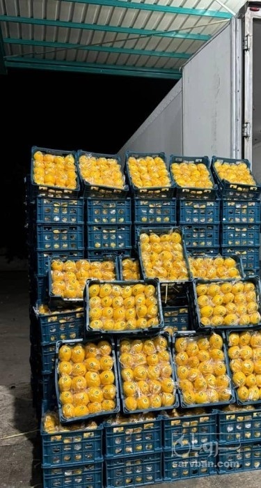 فروش لیمو ترش