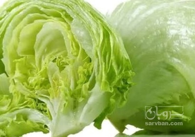 فروش کاهو ایسبرگ - آیسبرگ