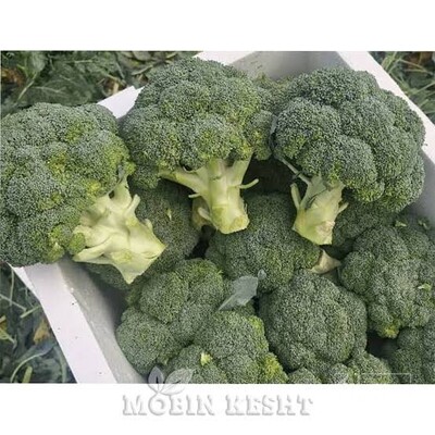 فروش کلم بروکلی
