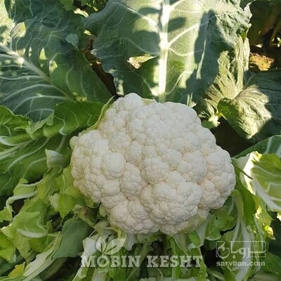 فروش گل کلم