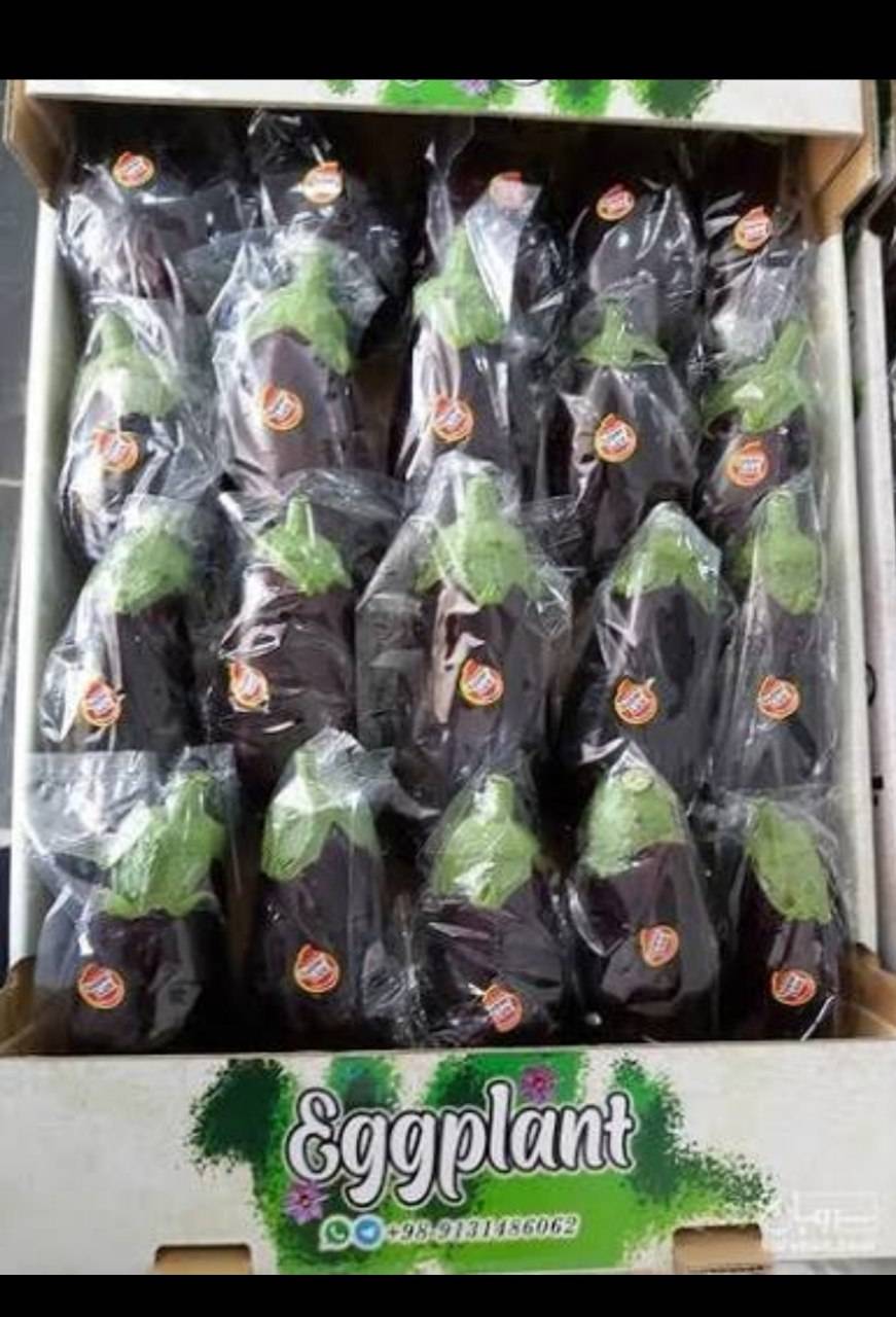 فروش بادمجان