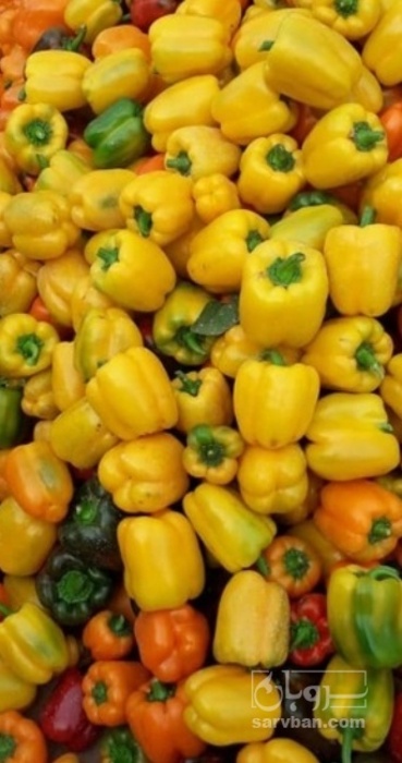 فروش فلفل دلمه ای رنگی