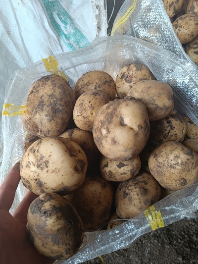 فروش سیب زمینی بذری سانتا