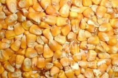 فروش ذرت دانه ای
