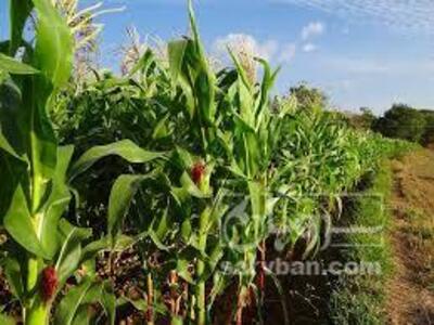 فروش ذرت علوفه ای