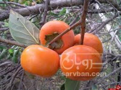 فروش خرمالو