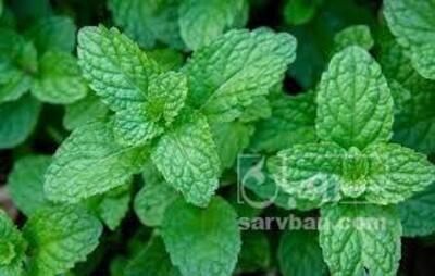 فروش نعناع تازه