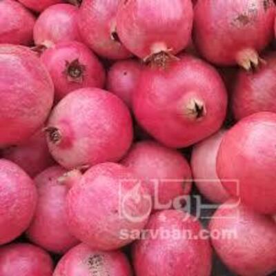 فروش انار