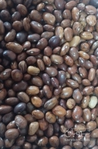فروش لوبیا چیتی