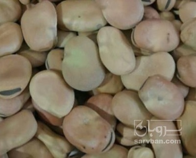 فروش باقالی خشک