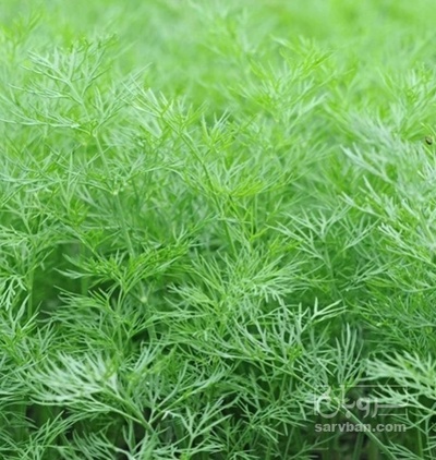 فروش شوید تازه