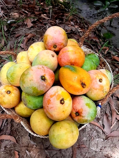 فروش انبه رودان