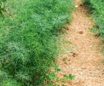 فروش شوید تازه