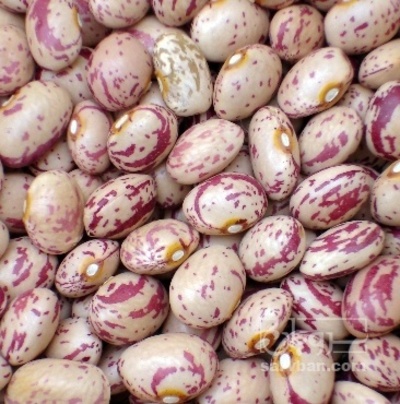 فروش لوبیا چیتی