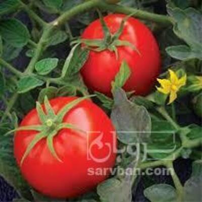 فروش گوجه فرنگی