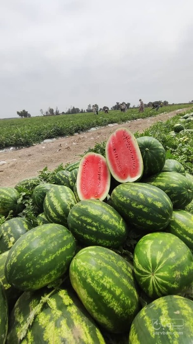 فروش هندوانه