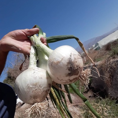 فروش پیاز سفید