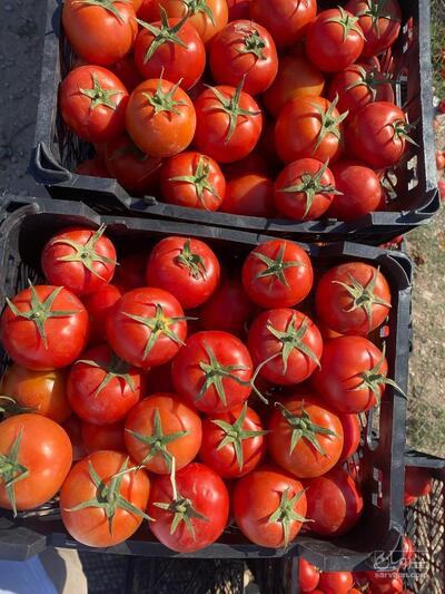 فروش گوجه فرنگی بروبیو