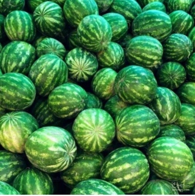 فروش هندوانه گرد خطی