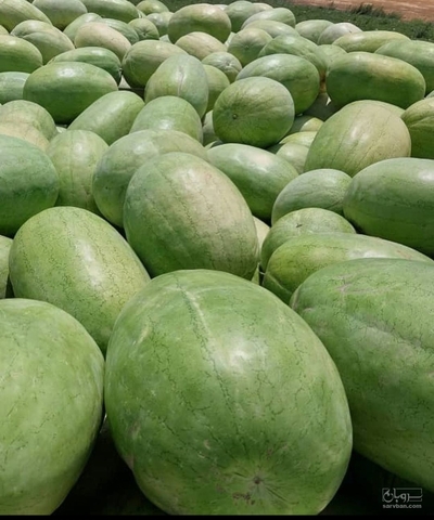 فروش هندوانه